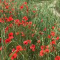 LE BOUQUET DU VENDREDI
