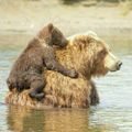 Câlin d'Ours avec Danièle29, 14e inscrite