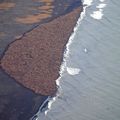 "Alaska: 35.000 morses s'échouent sur une plage faute de banquise"