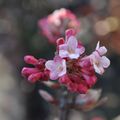 Pieris japonica et Viburnum... et déjà un petit air de printemps