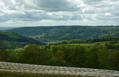 vue depuis le restaurant, les bluets poussent sous les protections blanches 