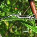 Platycnemis sp.( abdomen zigzag)