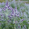 Menthe à longues feuilles