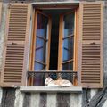Chat perché