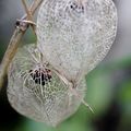 Le physalis , l'amour en cage .................