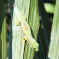 phelsuma geckos