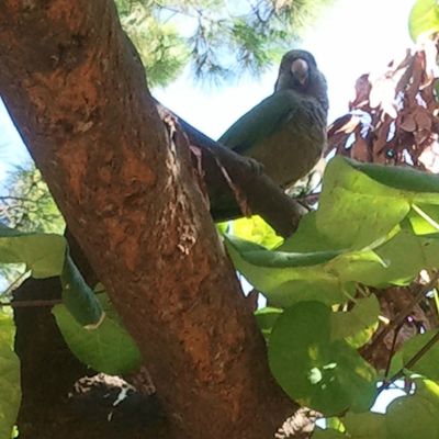 DROLE DE PERROQUET!!!