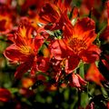 Lilium speciosum,