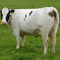 Woodleigh Belgian Blue