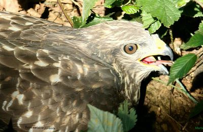 Buse variable