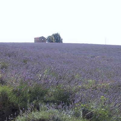 PAYS DE LA LAVANDE...
