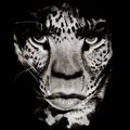 Albert Watson, "Vintage Watsoné @ Hamiltons