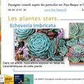 🌵Echeveria Imbricata par Paysagiste Pays Basque et Paysagiste Landes.