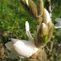 Magnolia for ever