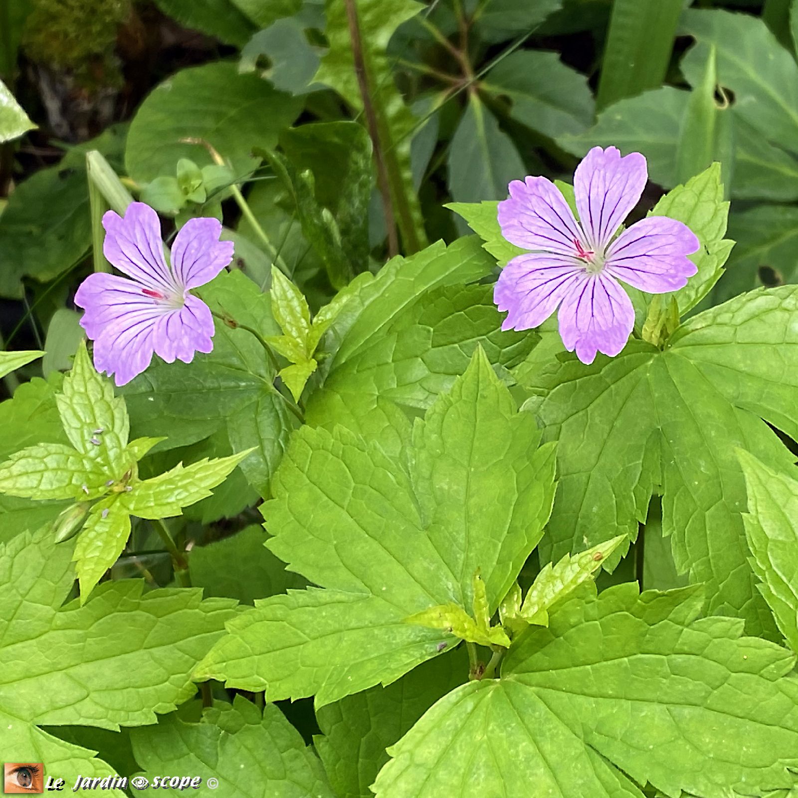 Geranium nodosum