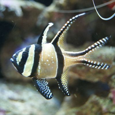 Spécial Photo pour VEGA