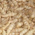 Ces curieux légumes racines se récoltent en hiver