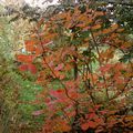 j'ai descendu dans mon jardin .....c'est l'automne ....