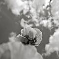 Un nuage de coquelicot ? - marYse