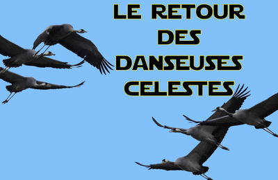 Les grues cendrées migrent au dessus de nos têtes..... de grandes escadrilles bruyantes