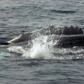 Baleines, Baie de Fundy