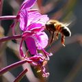 Insecte sur épilobe