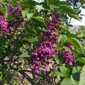 LES LILAS TOUJOURS...