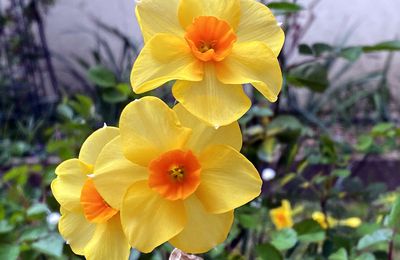 Les narcisses stars printanières du jardin...