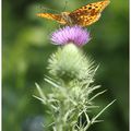 Moyen Nacré : Argynnis adippe