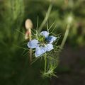 Un jardinier qui massacre une pelouse est un