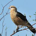 Caracara à tête jaune (Milvago chimachima)