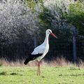 MOUSTIER EN FAGNE - Les cigognes sont de retour !