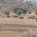 La Tanzanie : Mto wa Mbu "la rivière aux moustiques" 2