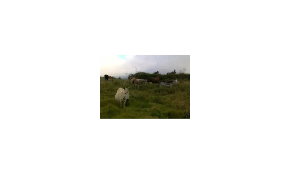 L’ELEVAGE ET LA PRODUCTION DE LAIT D’ANESSE POUR LA SAVONNERIE