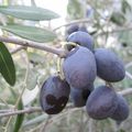 Les belles olives!!!!