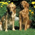 Golden RetrieverQuelques traits de la