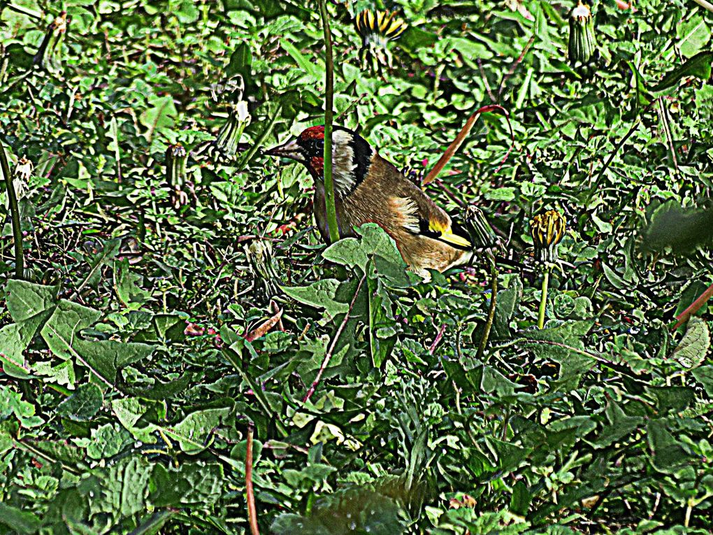 Mardi 04 novembre 2025: mes photos datent d'hier, les oiseaux avant la tonte , Dernière tonte , les fleurs bravent novembre, pause et silence contemplatif , les nuages pardessus le toit de ma cabane de jardin , mon diapo s'en suit ...
