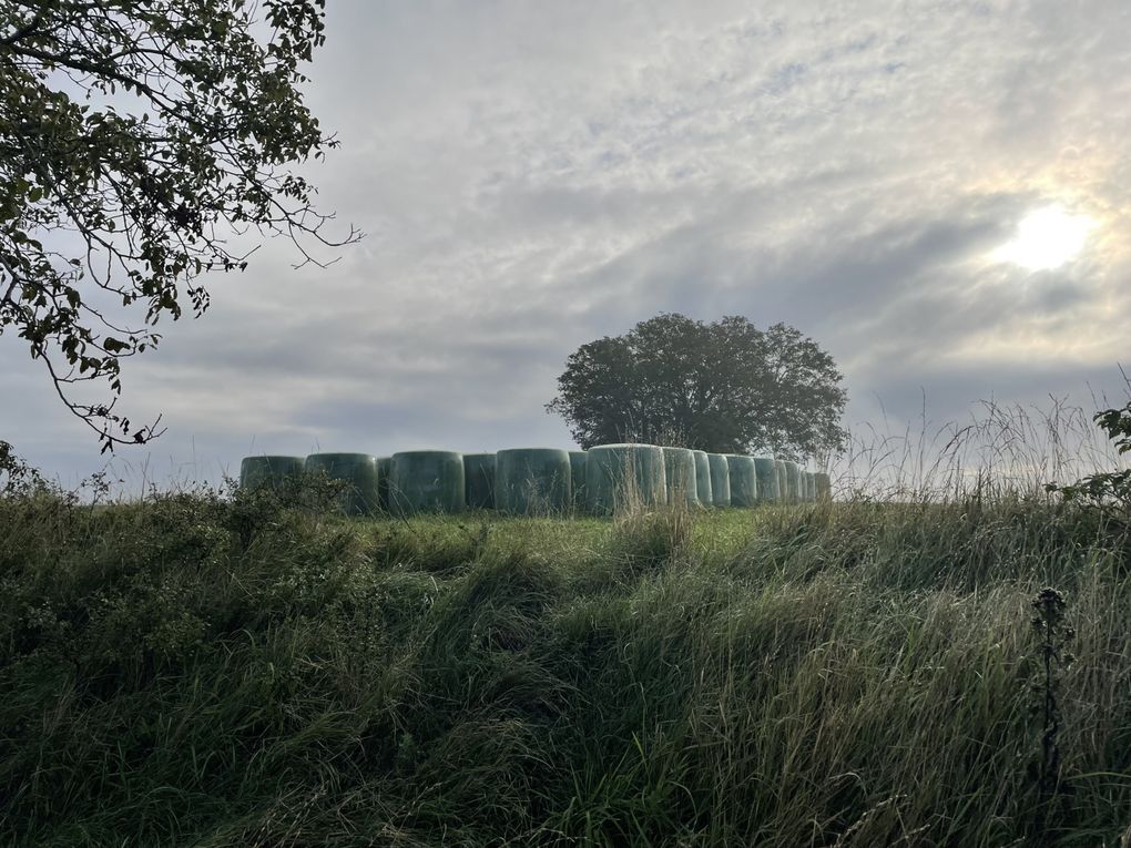 Vendredi 03 octobre 2025 sur un des balcons de ma ville  , en date du 29 sept 2025 et le vent était très froid , ça réveille de bon matin ... Je vous laisse contempler mon diaporama 