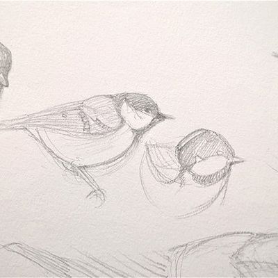 Mésanges de Janvier