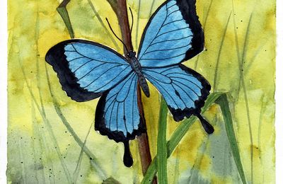 Papillon bleu