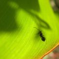 Une fourmi sur une feuille