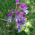 Orchidées sauvages/Aveyron