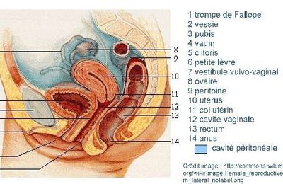 Quelles sont les causes des dysménorrhées primaires? (1)