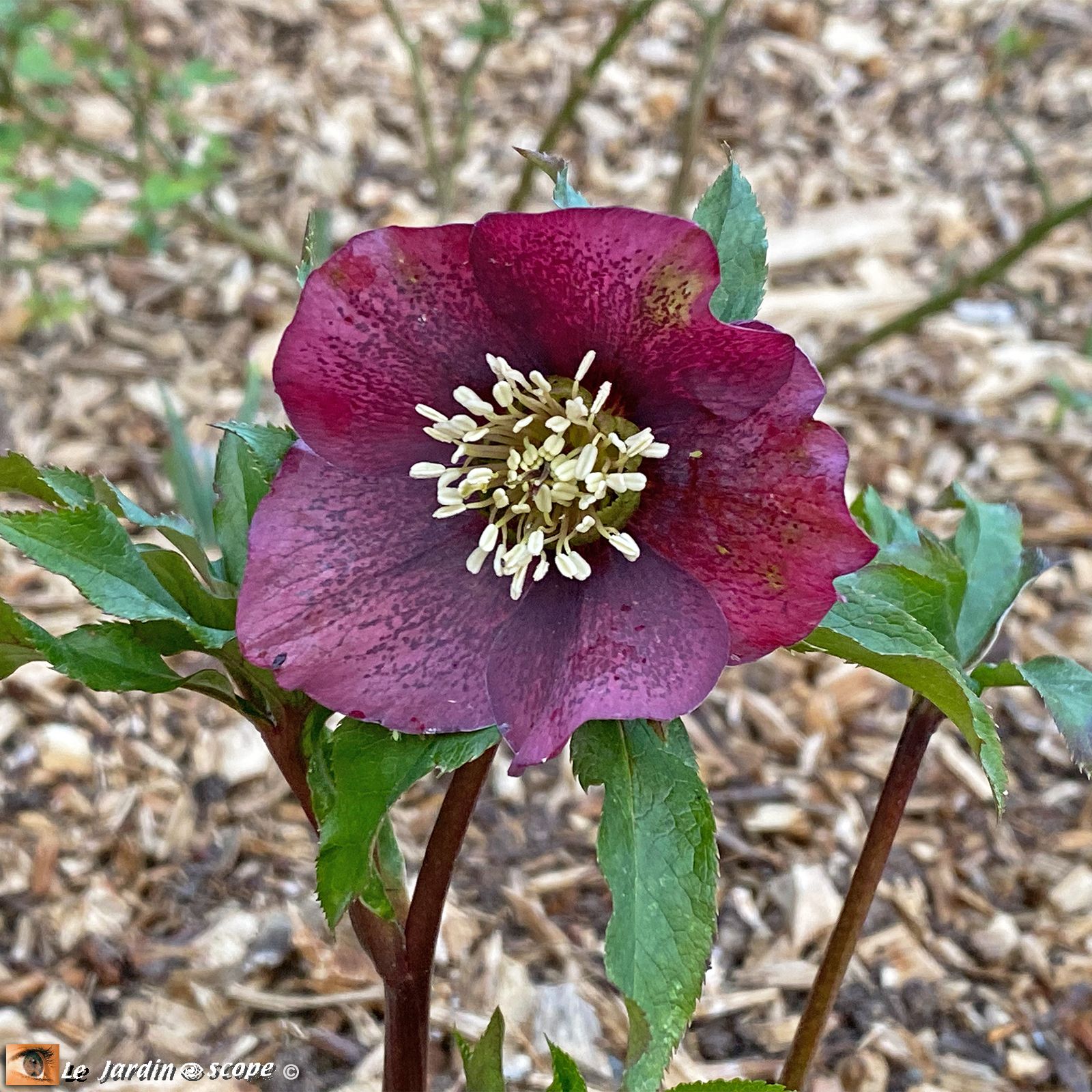 Hellébore hybride • Helleborus hybridus