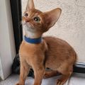 chatons Abyssins disponibles: