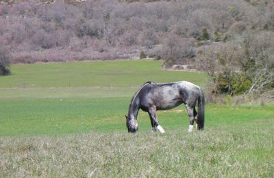 Le tour de france a cheval. Le cheval qui est sur