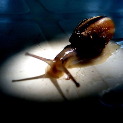 Reptiles et gastéropodes