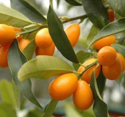 Le kumquat. Robert Fortune. En 1846.