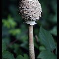 photos champignons