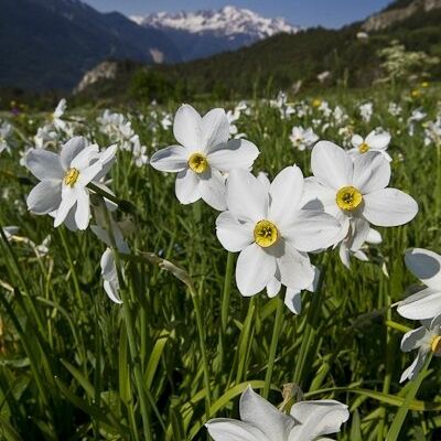Champ de Narcisses